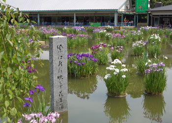 菖蒲池