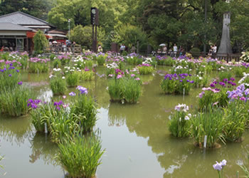 菖蒲池