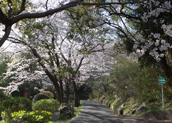 防府　桑山　野村望東尼の墓近辺