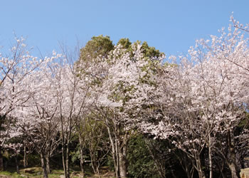 防府　桑山　野村望東尼の墓近辺