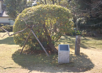 鳴滝塾跡地　シーボルト宅跡　シーボルトノキ